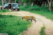 Bandipur forest